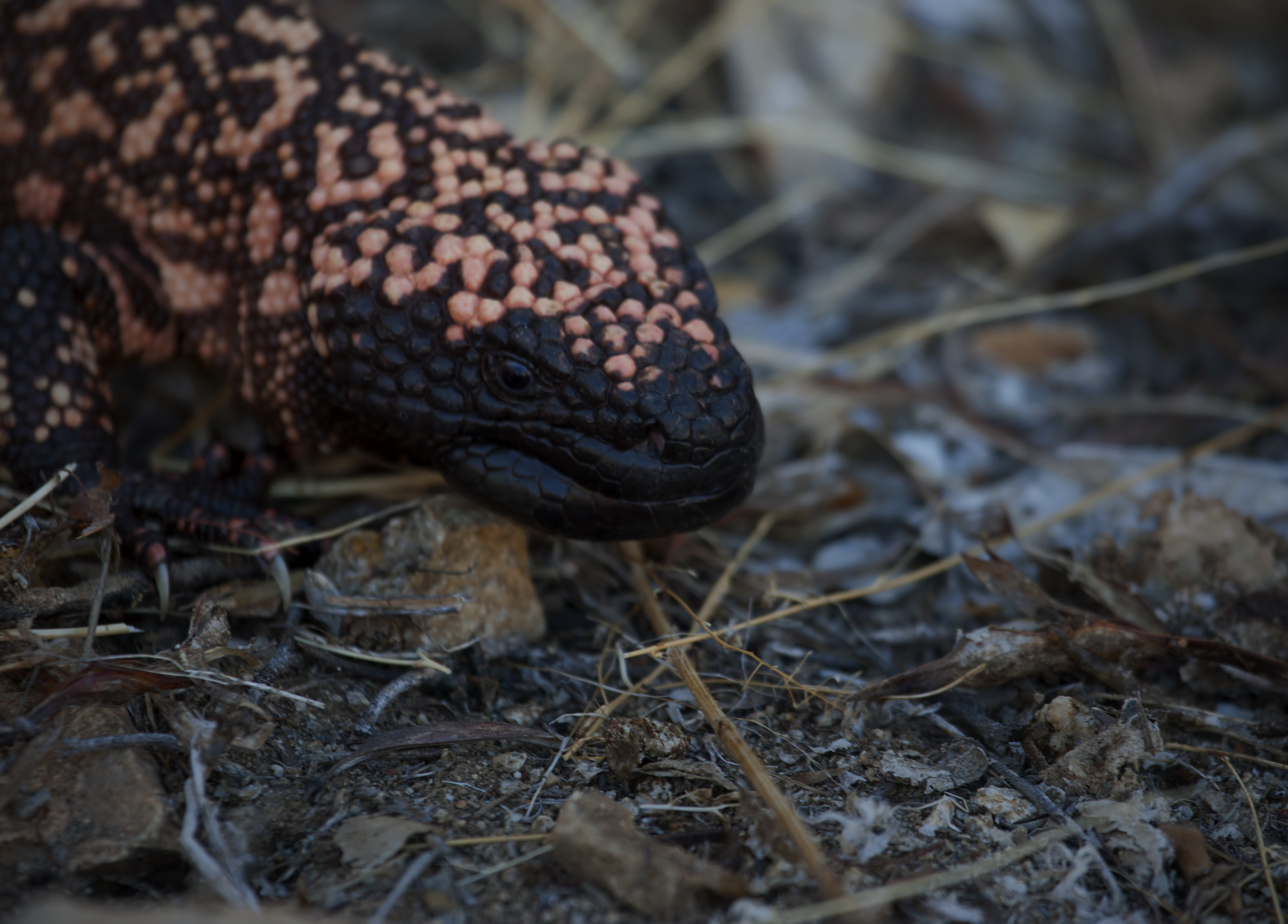 Gila Monster