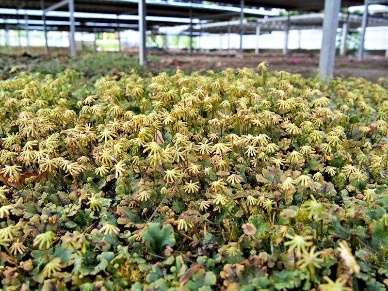 Marchantia polymorpha ssp. ruderalis - Lungmossa - Common Liverwort