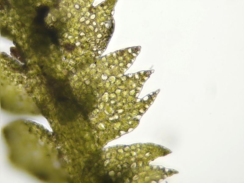 Lepidozia reptns - Fingermossa - Creeping Fingerwort