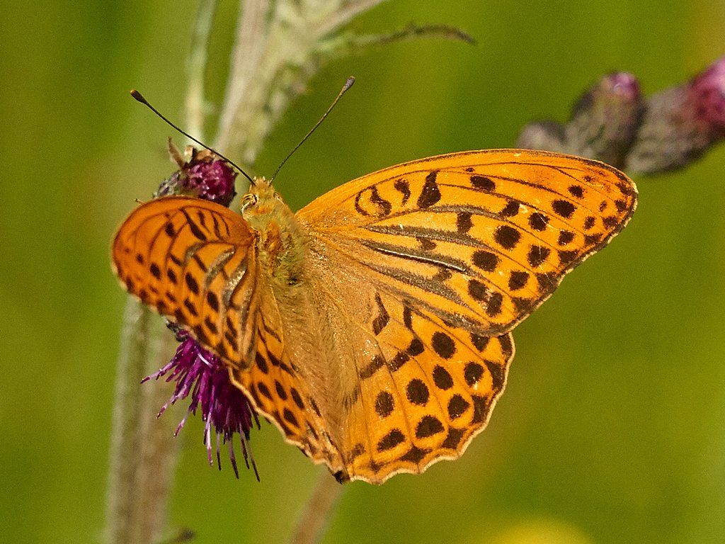 Silverstreckad prlemorfjril - Argynnis paphia - Silverwashed Fritillary