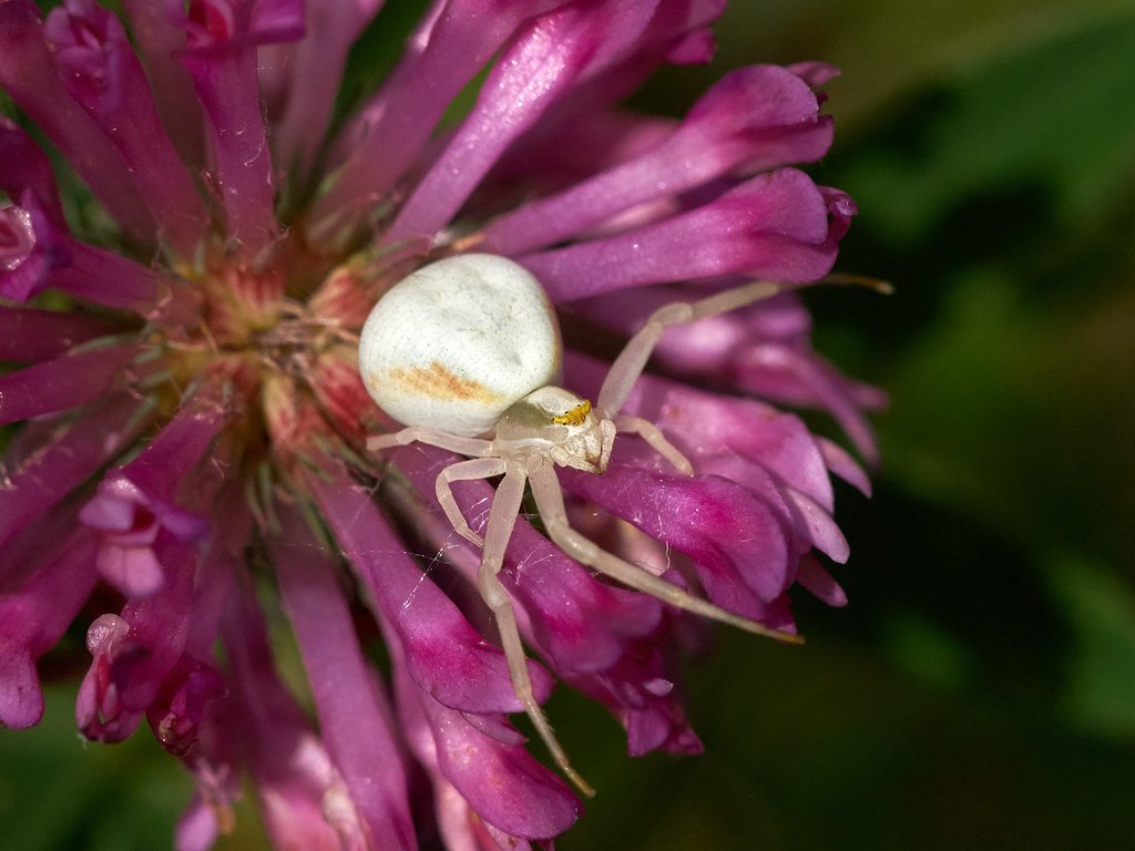 Blomkrabbspindel - Misumena vatia - Flower spider