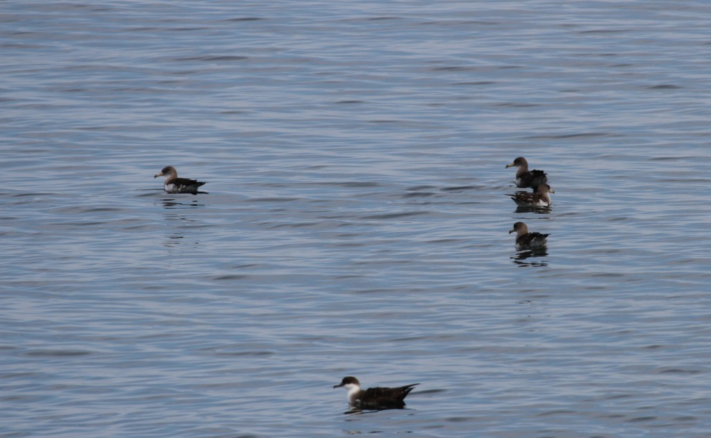 Great Shearwater