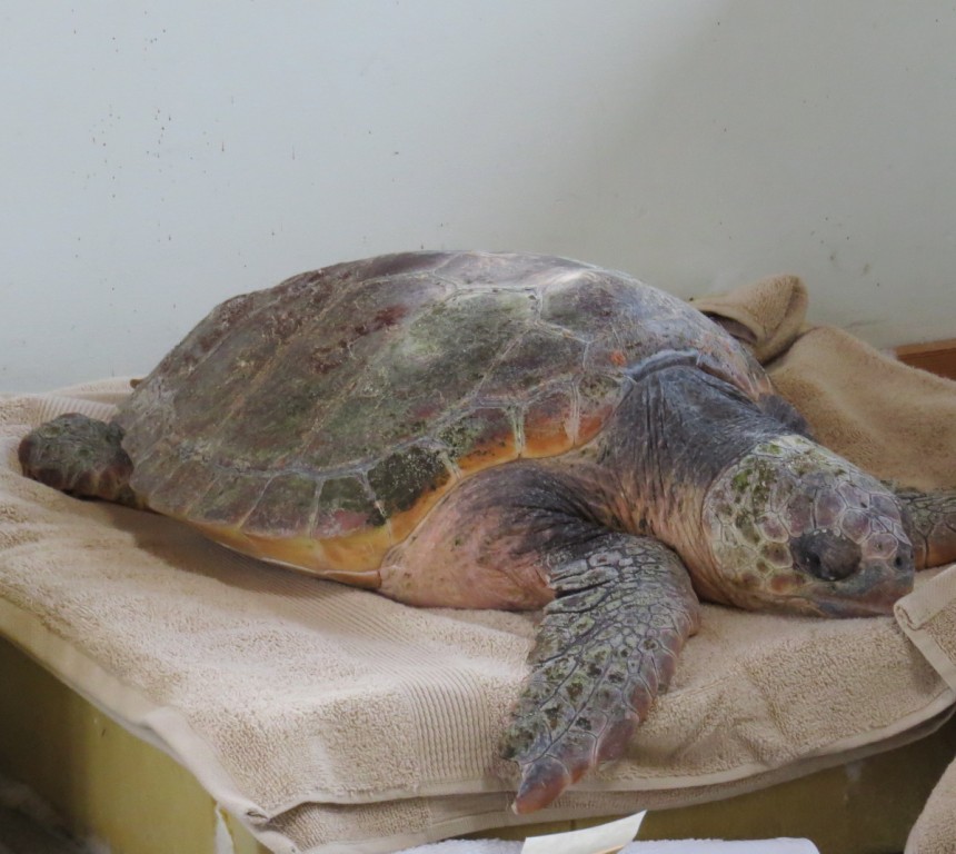 Loggerhead Turtle