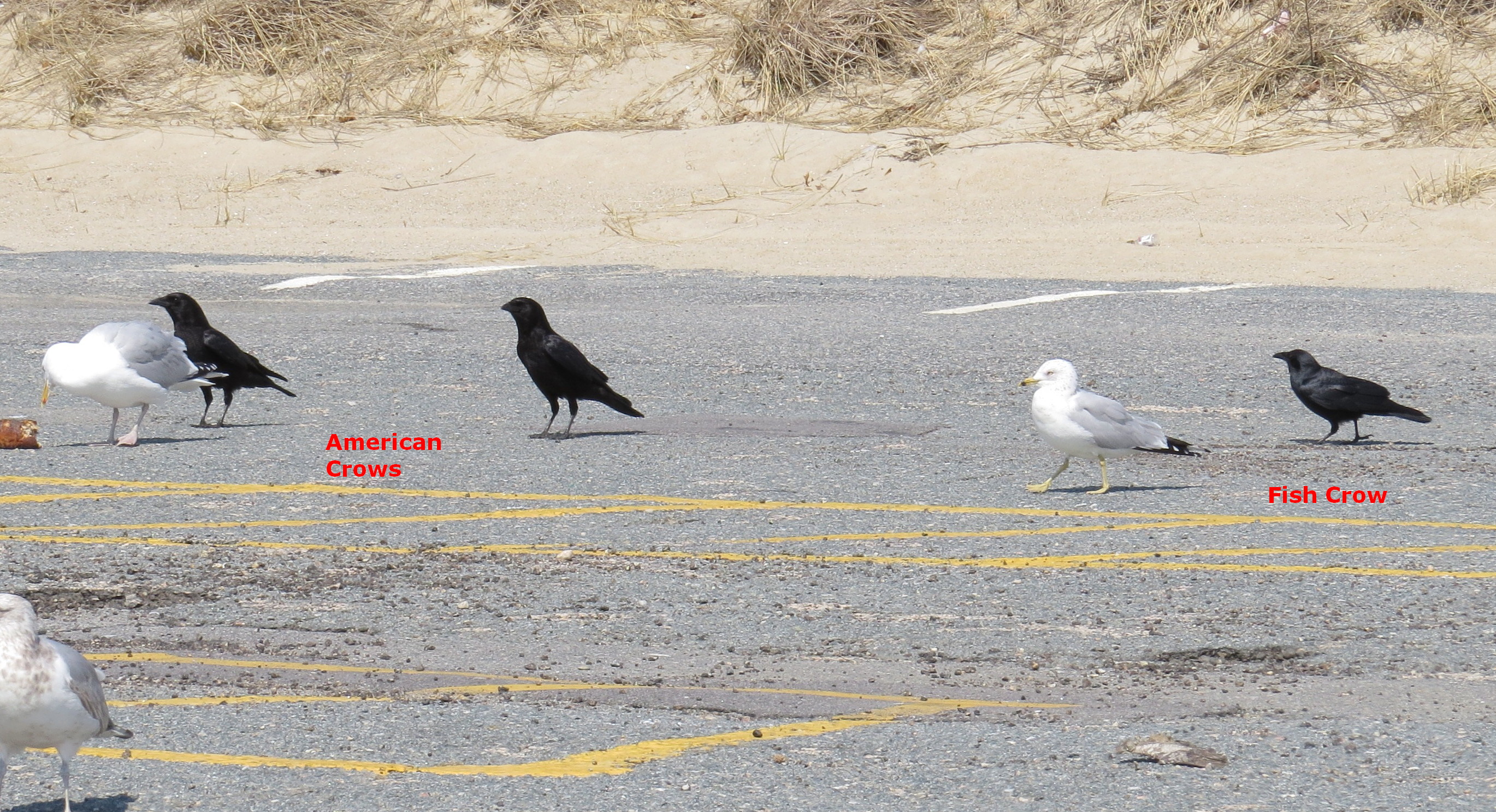 Crows