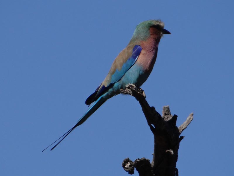 Lilac-breasted roller; in my opinion, the most beautiful bird in Africa.