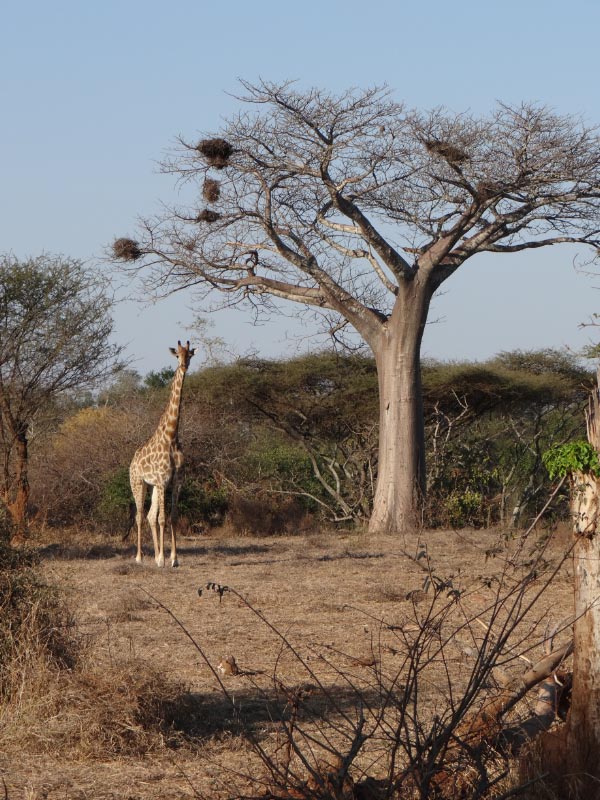 Giraffe near tree with weaver nests