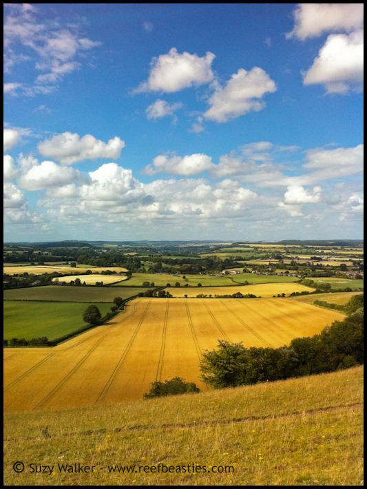 Dorset view