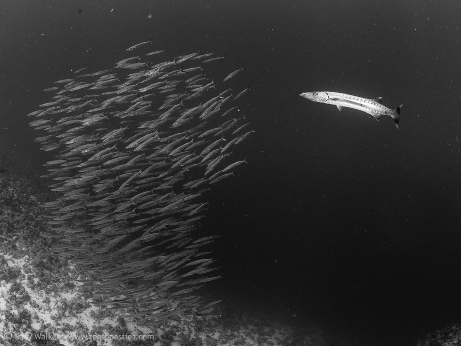 Barracuda being chased