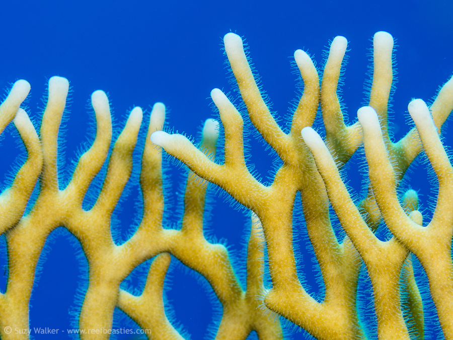 Fire coral