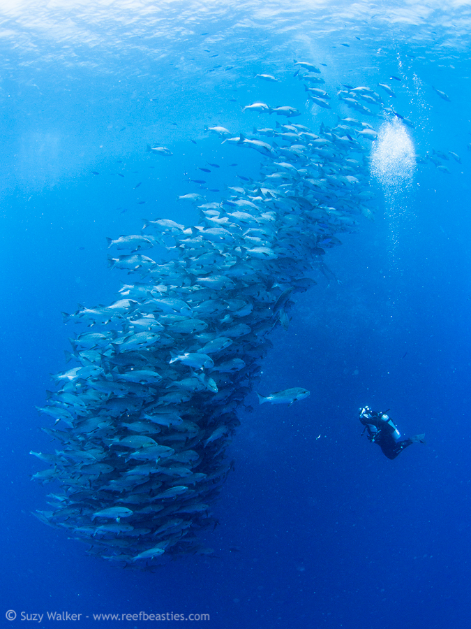 fishnado