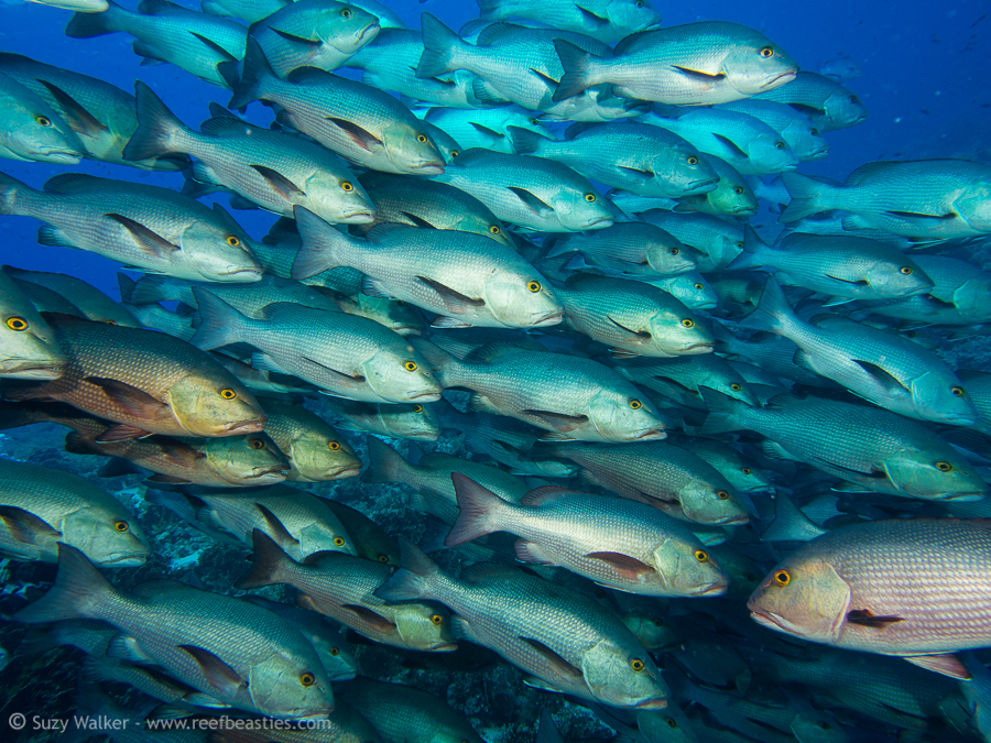 Snapper lit with strobe