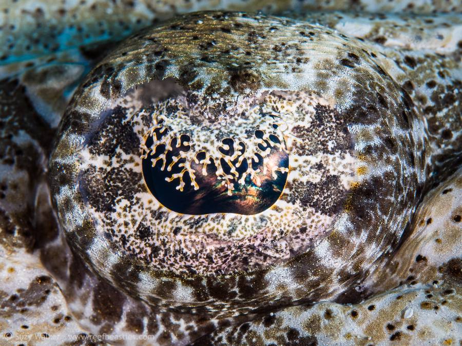 Crocodile fish eye