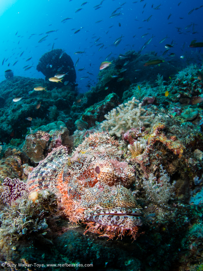 Scorpionfish - Daram