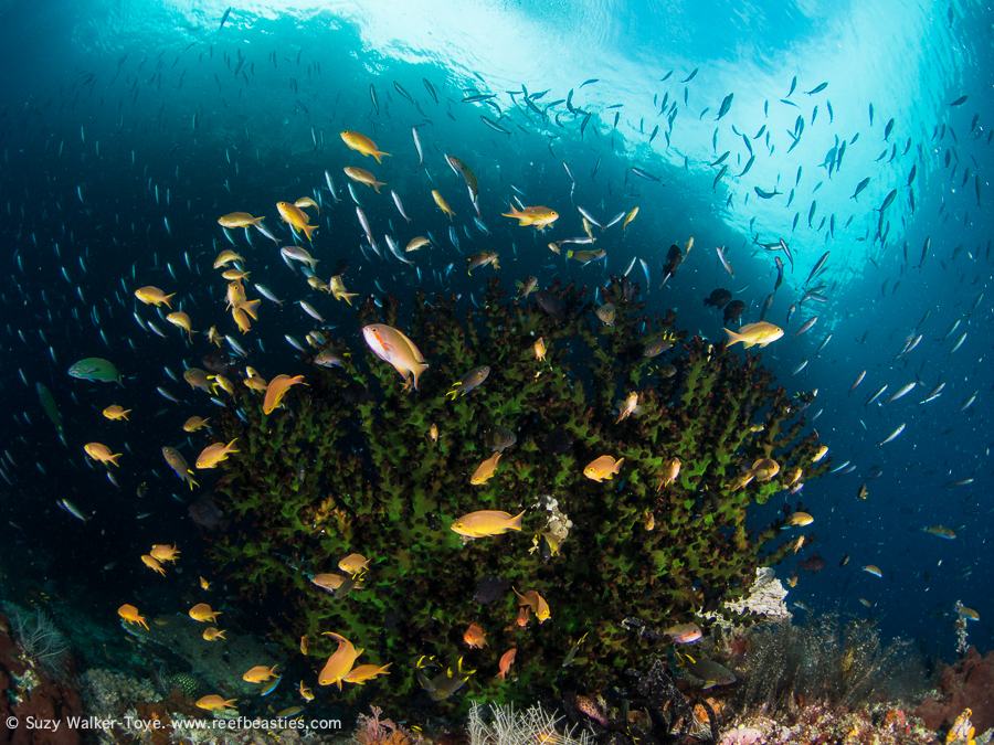 Wedding cake reef scene - Misool