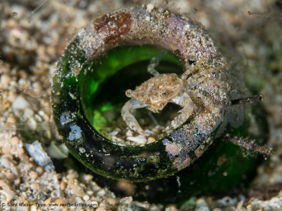 on the bottle - Dampier Strait