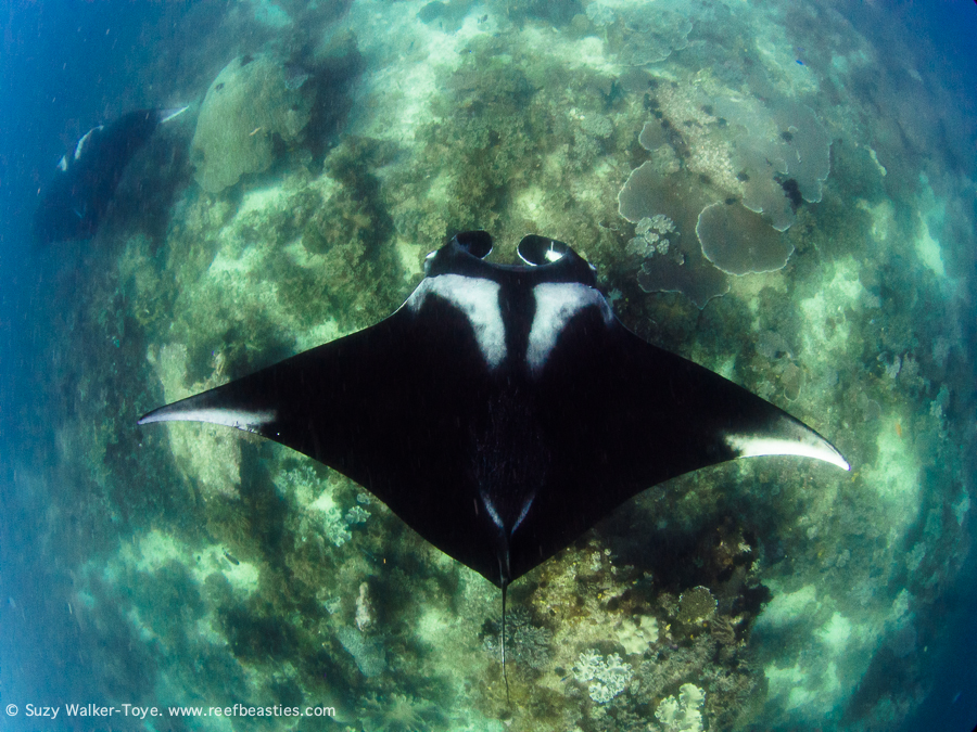 Manta - Dampier Strait