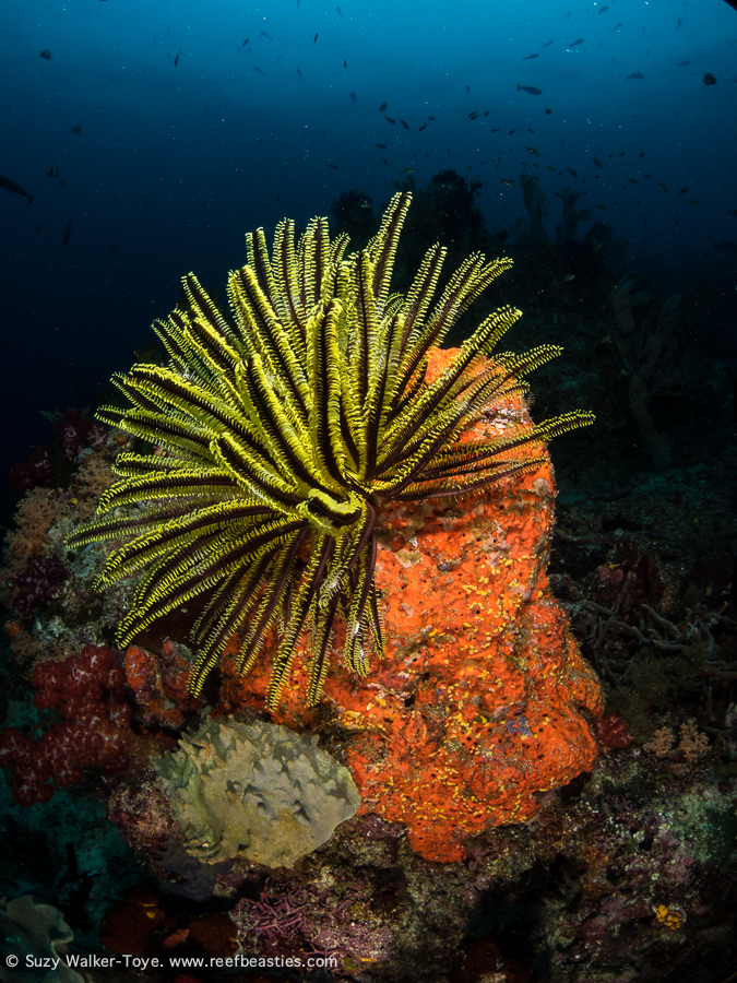 Crinoid & sponge - Dampier Strait (EM1)