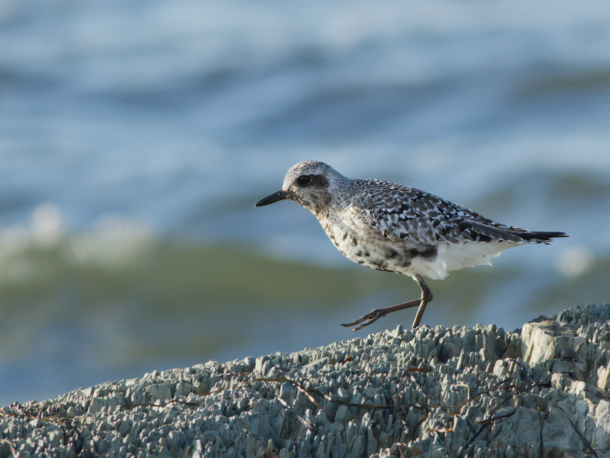 Pluvier argent -- _E5H7515 -- Black-bellied Plover