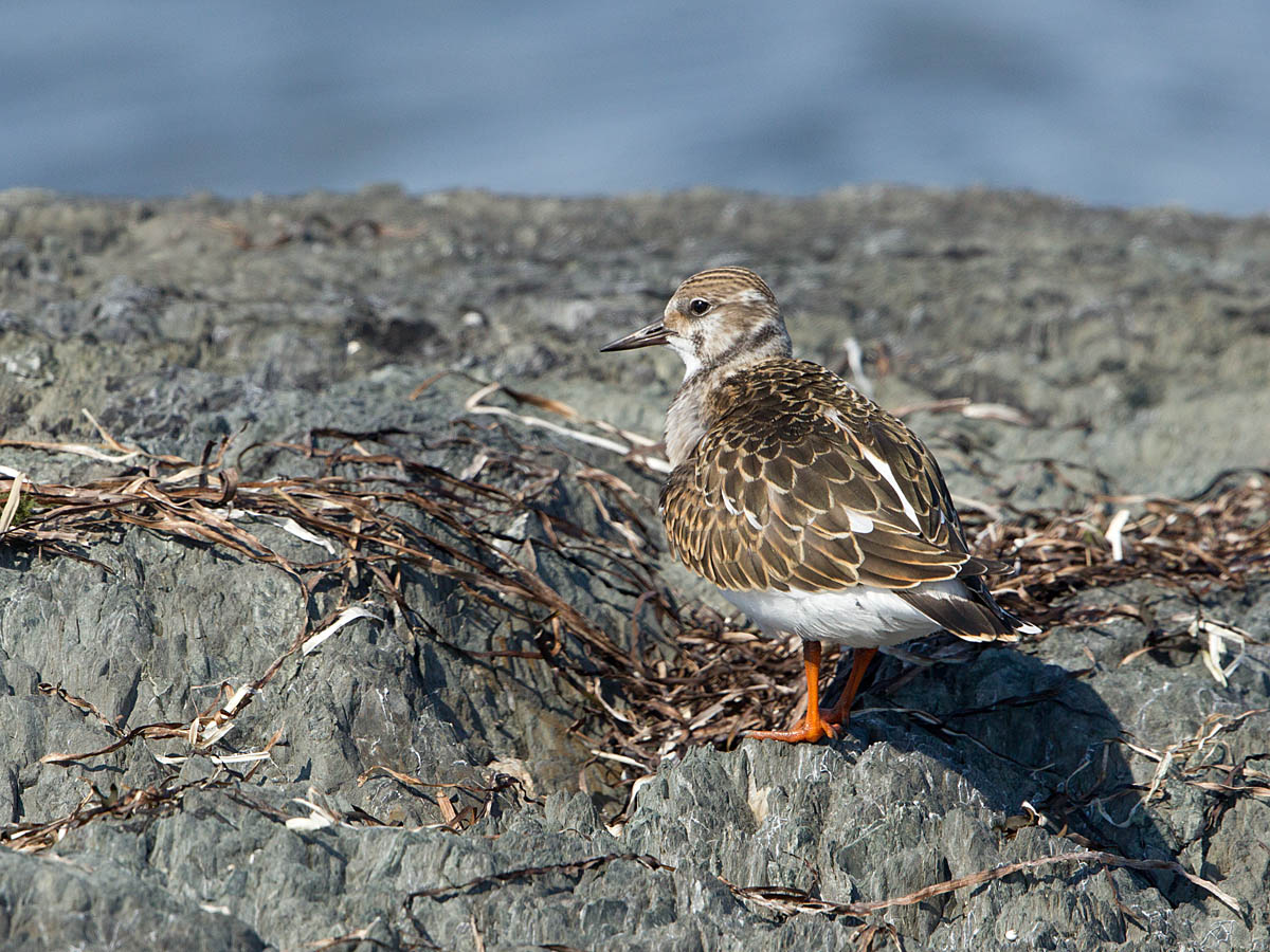 Tournepierre  collier - _E5H8688 - Ruddy Turnstone