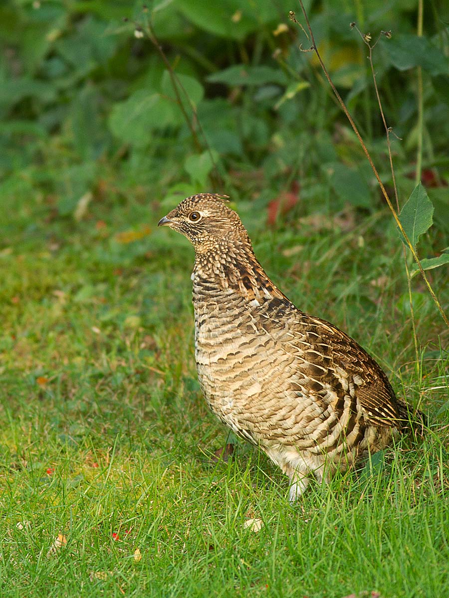 Glinotte huppe - _E5H9933 - Ruffed Grouse