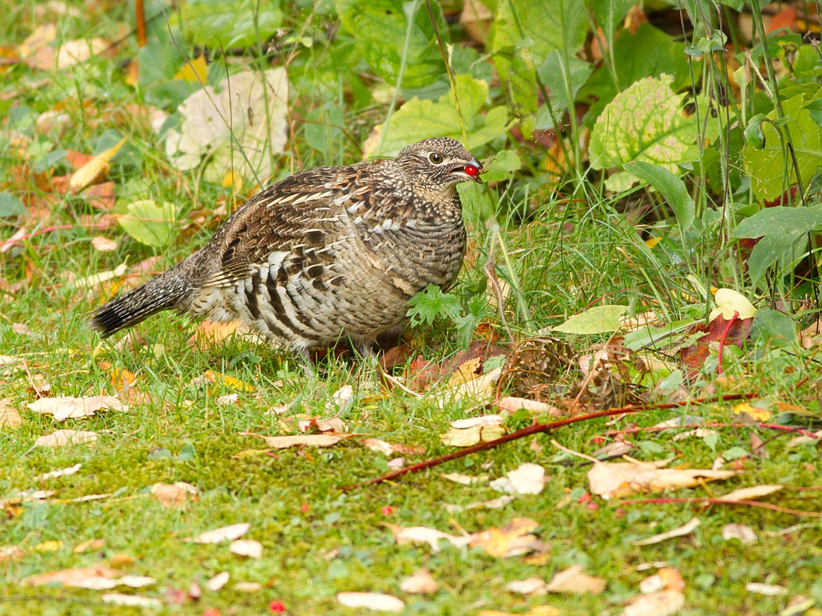 Glinotte huppe - _E5H0057 - Ruffed Grouse