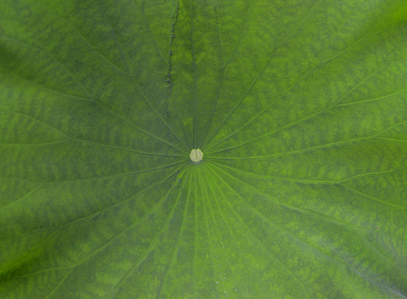 Lotus leaf large.jpg