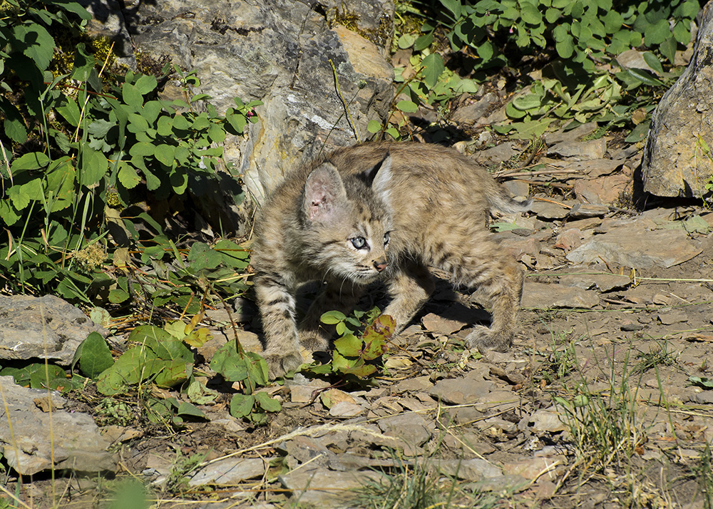  The wild Bobcat stealthily moves about the rocks and trees stalking its prey