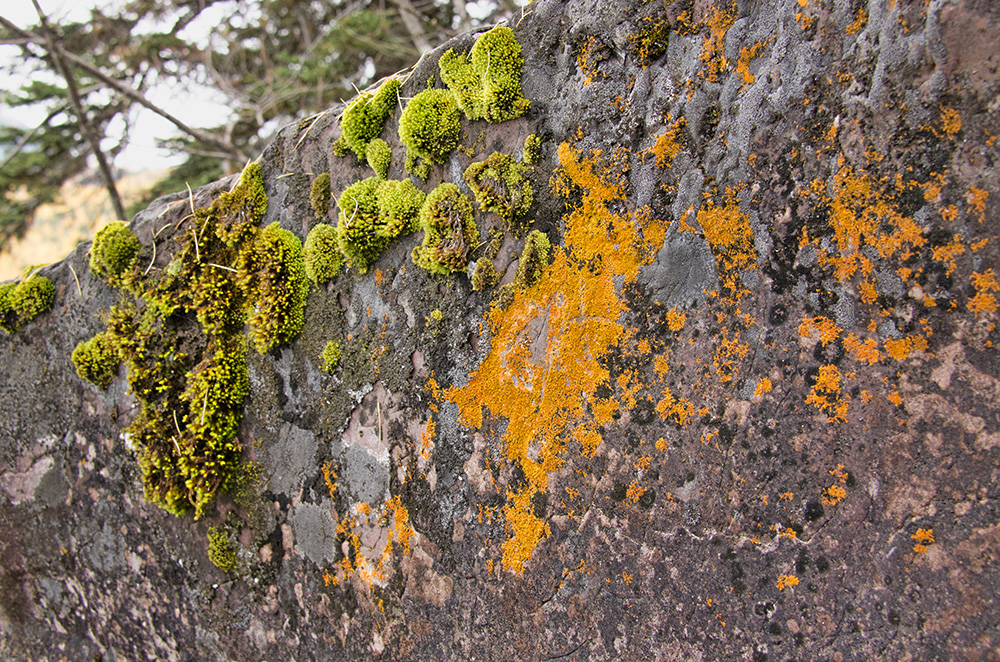 Lichen and Moss