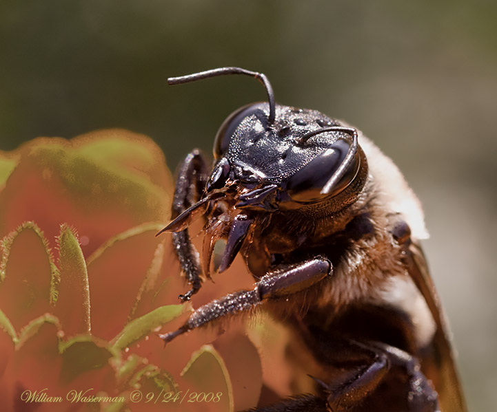 Bumble Bee
