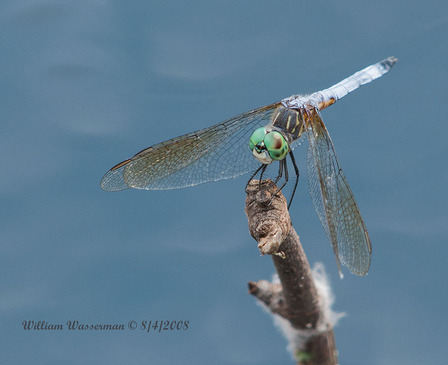 Dragonfly