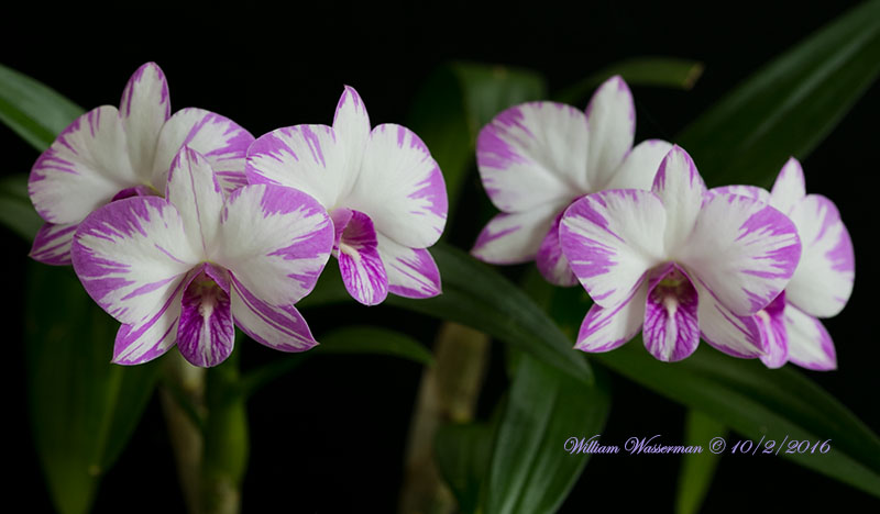 Enobi Purple Splash AMAOS