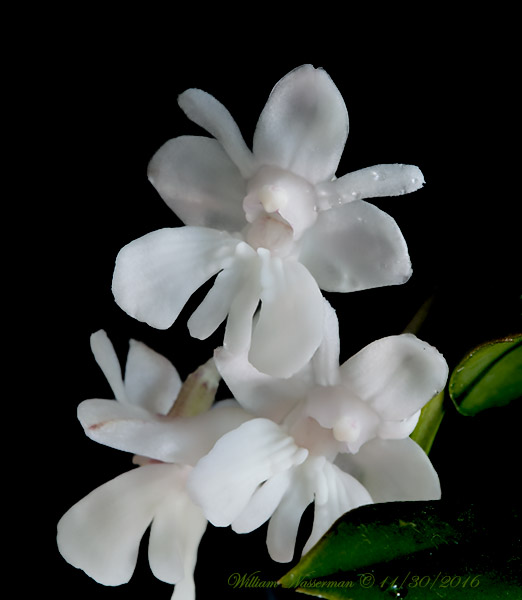 Dendrobium aberrans