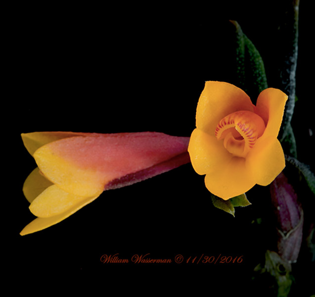 Dendrobium Illusion Firecracker