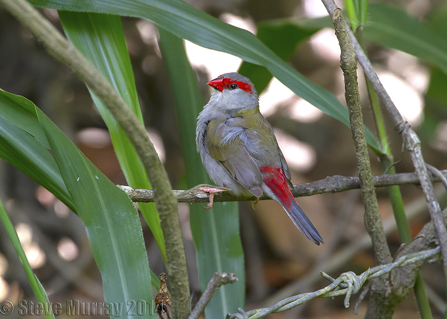 Red-browed Finch (Neochmia temporalis)