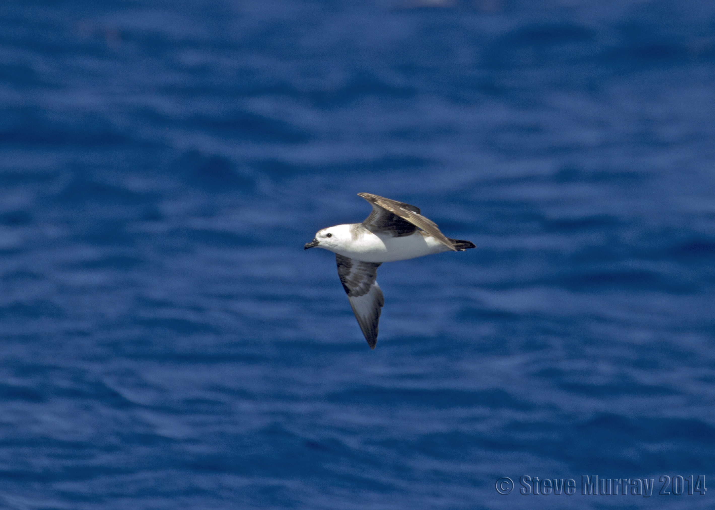 Kermadec Petrel (Pterodroma neglecta)