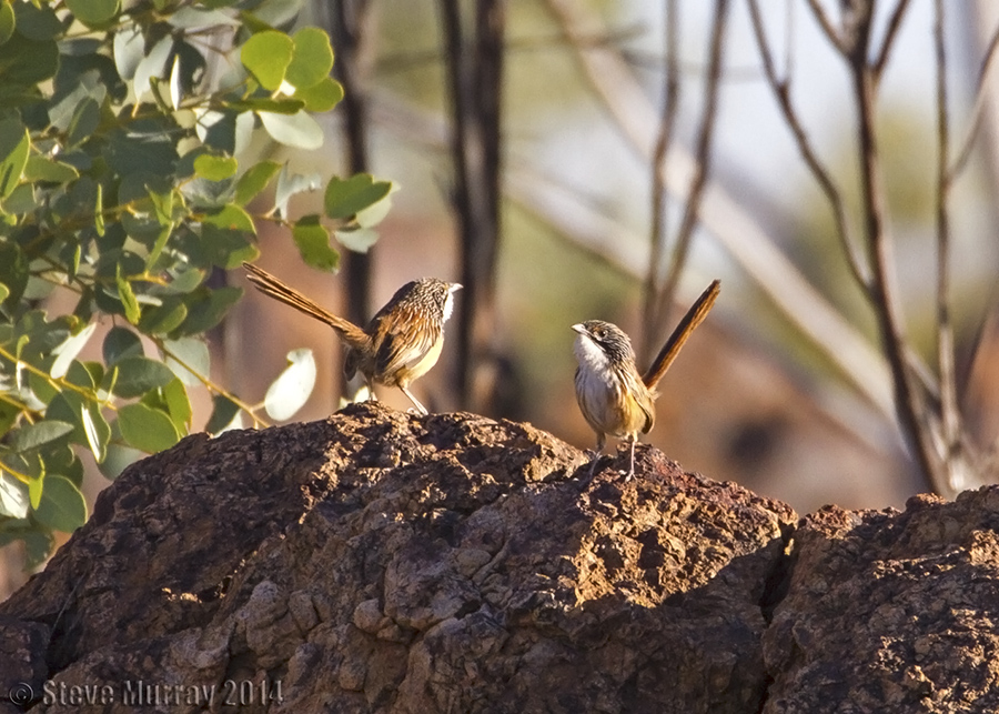 Carpentarian Grasswren (Amytornis dorotheae)