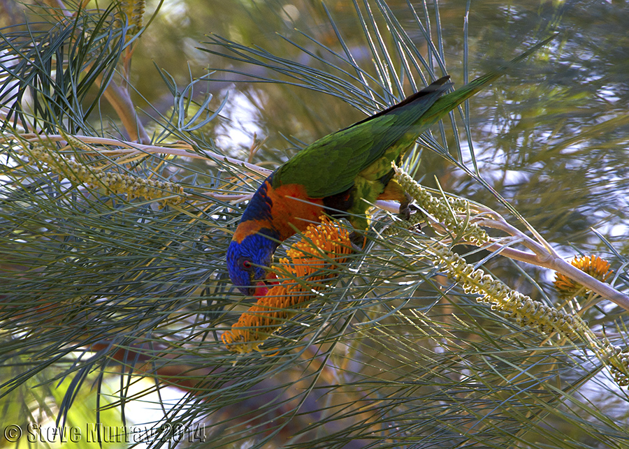 Red-collared Lorikeet (Trichoglossus rubritorquis)