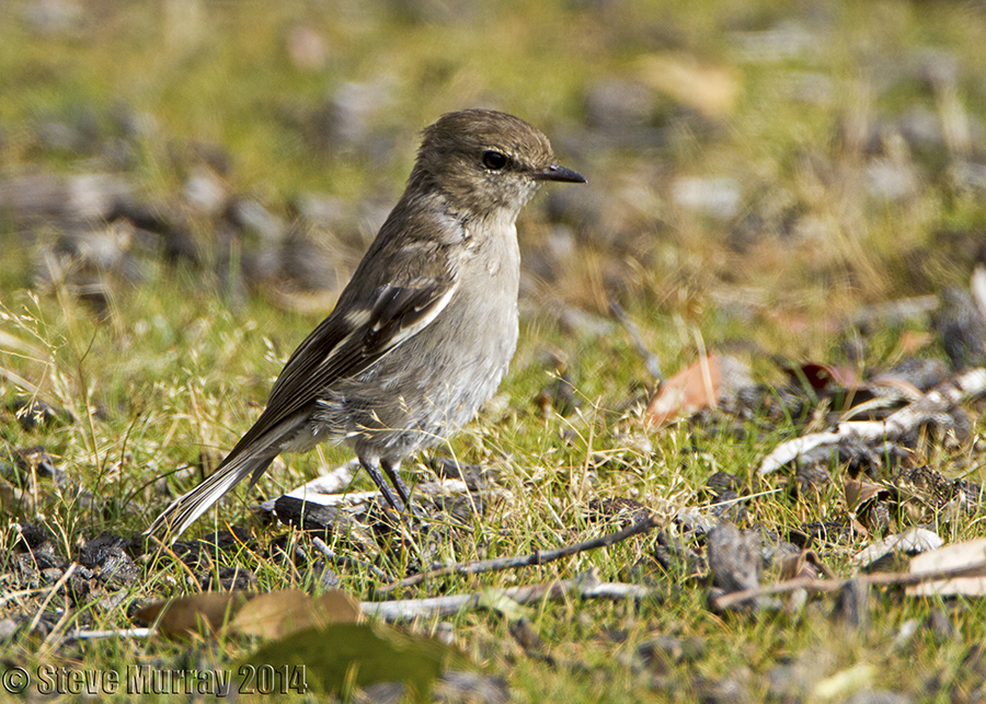 Dusky Robin (Melanodryas vittata)