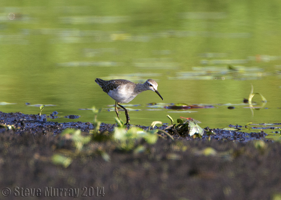 Wood Sandpiper (Tringa glareola)