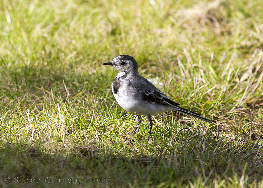 White Wagtail (Motacilla alba alba)