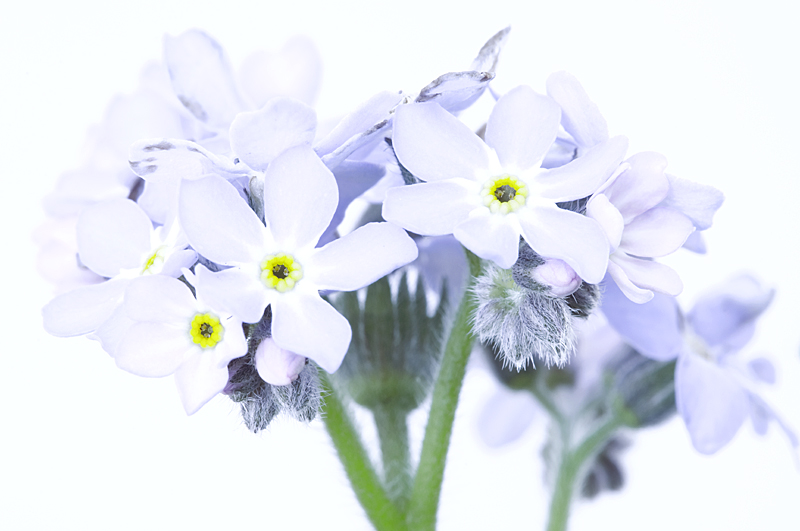 Forget me not/Vergeet-me-nietje 