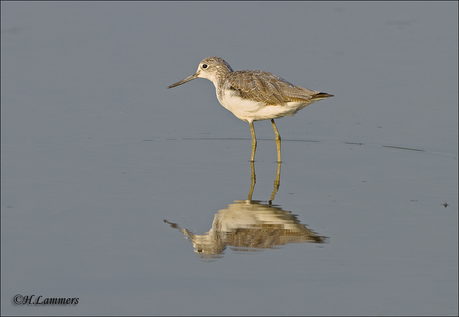 Common Greenshank - Groenpootruiter - Tringa nebularia