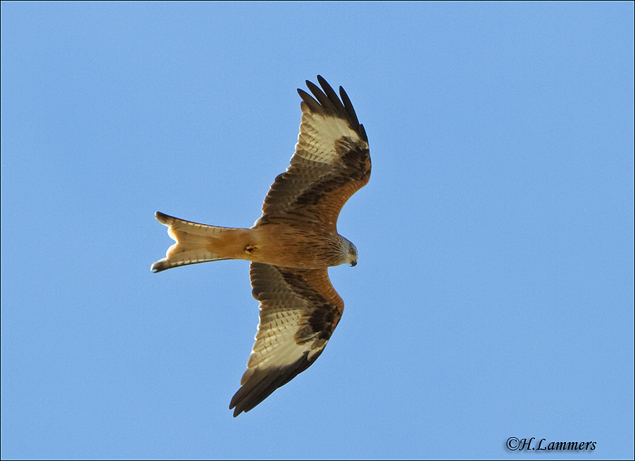 Red Kite - Rode Wouw - Milvus milvus