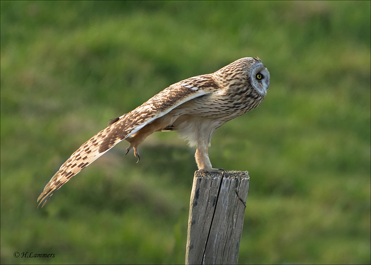 Short-eared Owl - Velduil - Asio flammeus