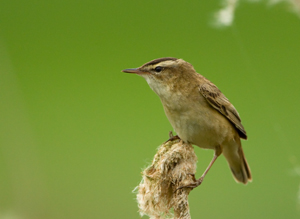 Sedge Warbler - Rietzanger