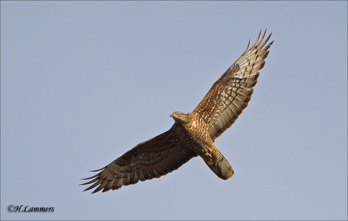 European Honey Buzzard - Wespendief - Pernis apivorus