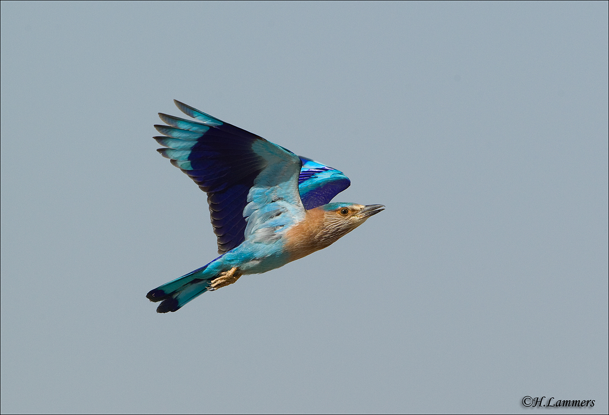 Indian Roller - Indische Scharrelaar -   Coracias benghalensis