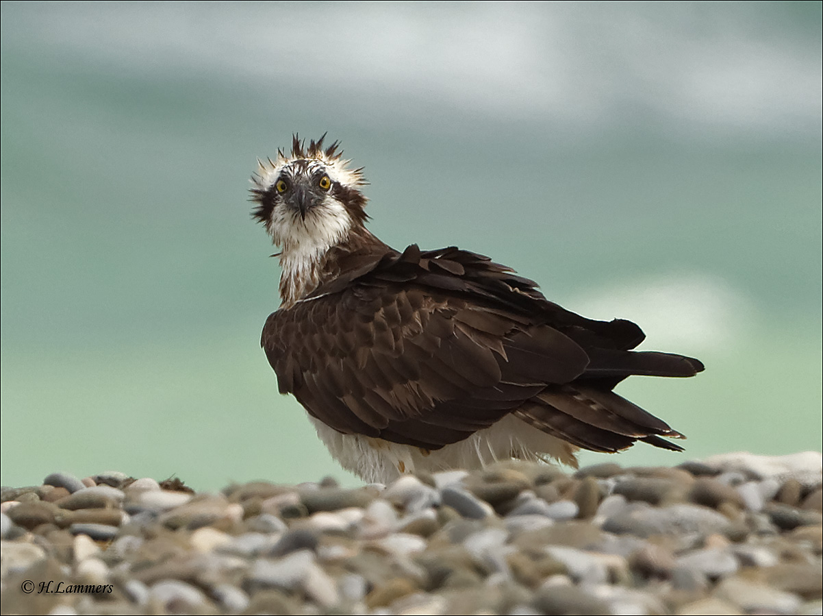 Osprey - Visarend - Pandion haliaetus