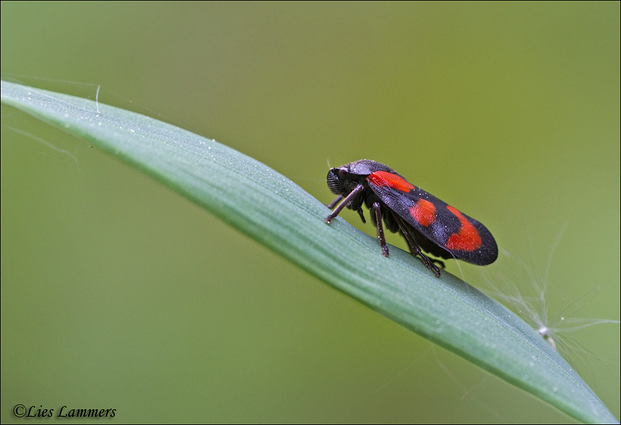 Black and red froghopper - Bloedcicade_MG_8175 