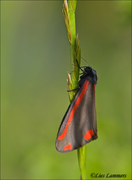 Cinnabar Moth - Sint-jacobsvlinder_MG_9336 